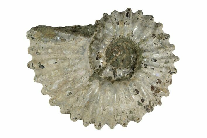 Bumpy Ammonite (Douvilleiceras) Fossil - Madagascar #247947